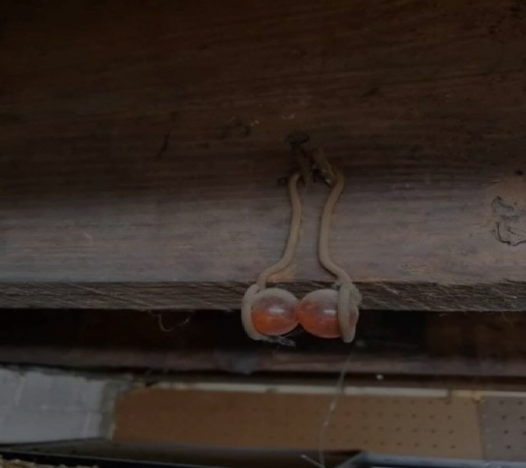 If you see this hanging from the rafters of your home, here’s what it means