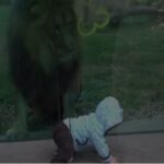 20,000,000 views. A lion in the zoo plays with a little one, the predator is fascinated by the baby.