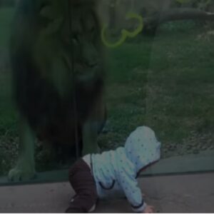 20,000,000 views. A lion in the zoo plays with a little one, the predator is fascinated by the baby.