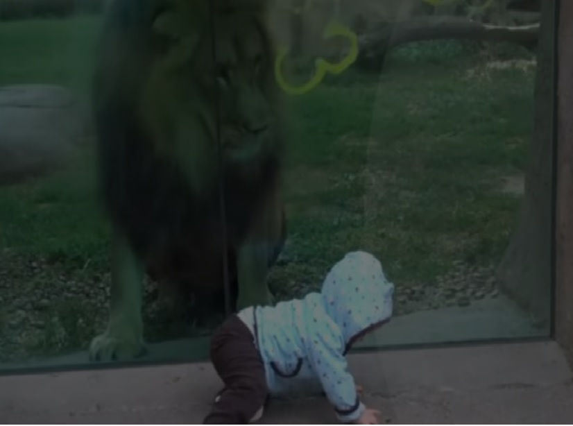 20,000,000 views. A lion in the zoo plays with a little one, the predator is fascinated by the baby.