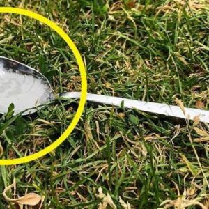 Why You Should Always Put A Spoon Of Sugar In Your Backyard Before Leaving The House