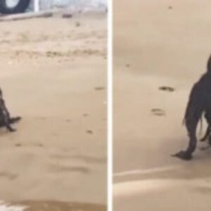 Woman snaps photo of “paranormal” creature at the beach – but all isn’t as it seems