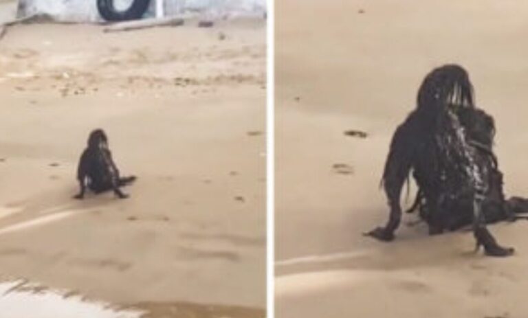 Woman snaps photo of “paranormal” creature at the beach – but all isn’t as it seems
