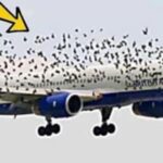 When The Pilot Realized Why The Birds Were Flying Next to The Plane, He Began To Cry