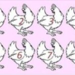 Strickly for the » Genius» Which chicken is different? No winners yet.