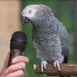 Amazon Parrot Performs Hilarious Cover of ‘Old McDonald Had A Farm’