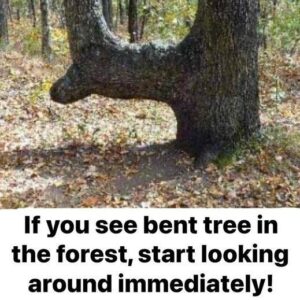 Mysterious Forest Alert: The Bent Trees’ Secret and Why You Should Look Around Right Away