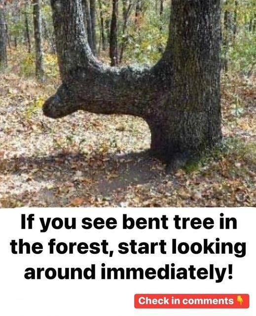 Mysterious Forest Alert: The Bent Trees’ Secret and Why You Should Look Around Right Away