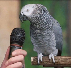 Amazon Parrot Performs Hilarious Cover of ‘Old McDonald Had A Farm’