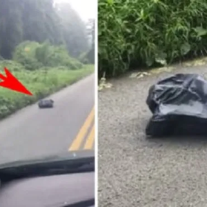 Woman Swerves To Miss Trash Bag In Road, Looks Closer And Gets The Chills