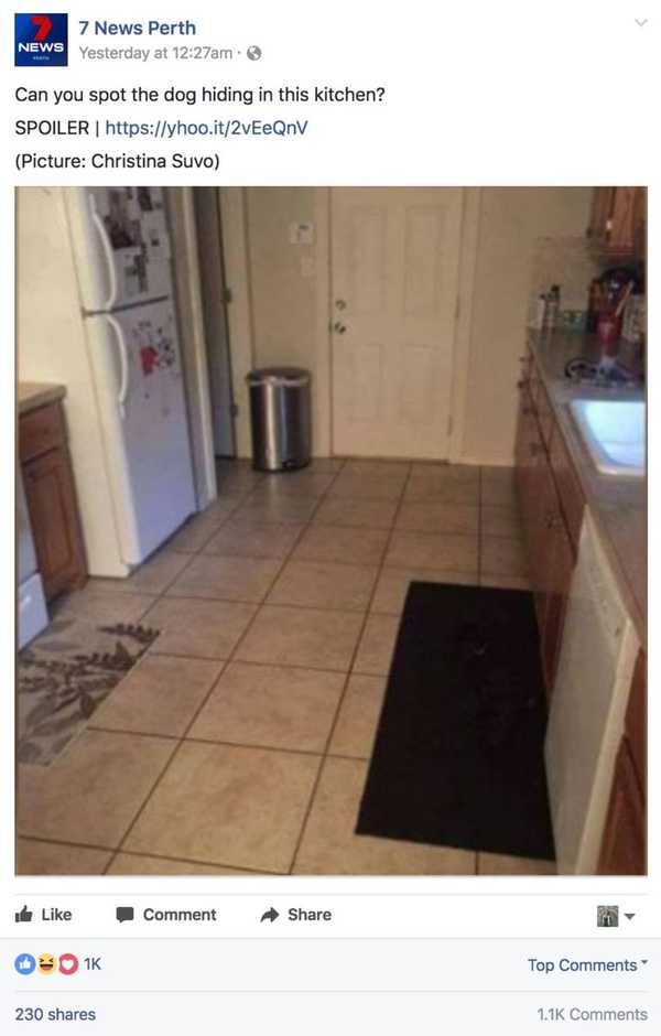 This kitchen is where the big dog is hiding. Can you find it?