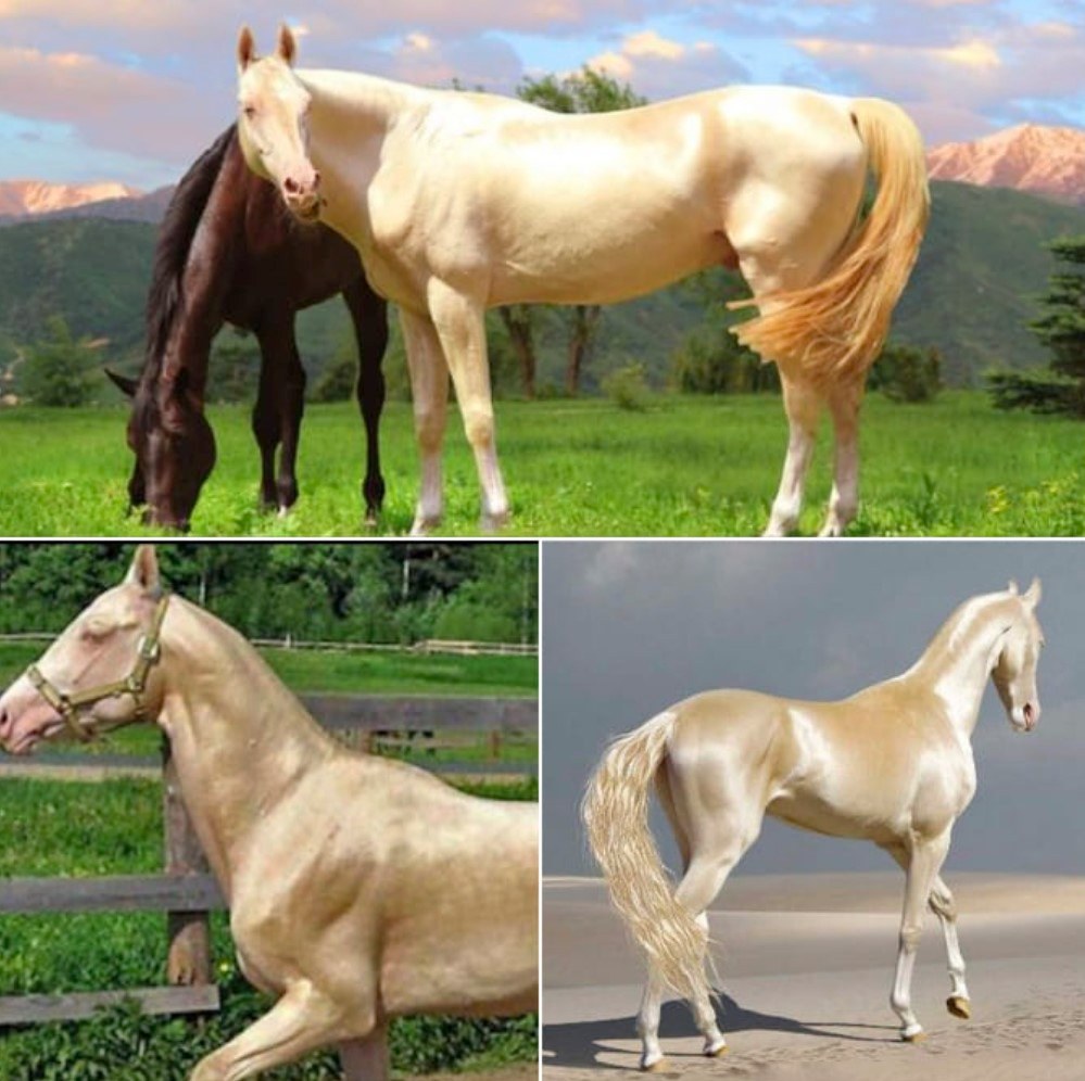 Horse is named the world’s most beautiful, then experts take closer look at its coat and realize the unimaginable