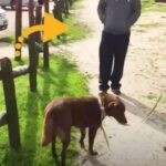 Dog Didn’t Recognize Her Dad After Being Lost For 3 Years, Then Dad Crouched