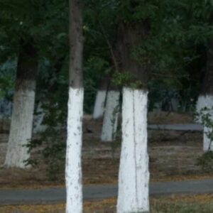 Here’s What It Means If You See A Tree Painted White