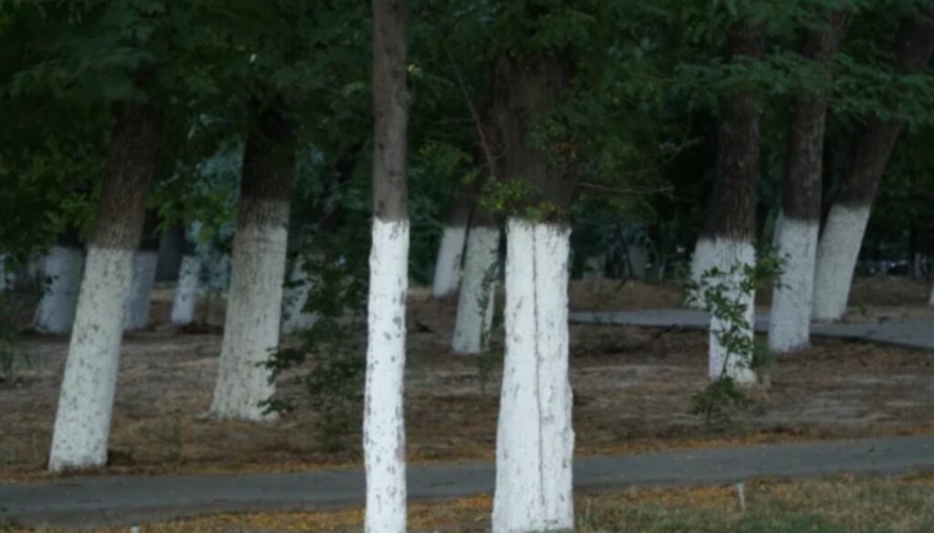 Here’s What It Means If You See A Tree Painted White