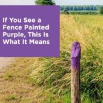If You See a Painted Purple Fence, This Is the meaning