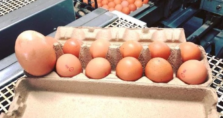 When This Farmer Cracked Open This Giant Egg, What Was Inside Took His Breath Away (Photos)