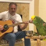 He Said His Parrot Could Sing My Favorite Song. I Didn’t Believe Him Until The Music Started