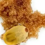 If You See These Eggs In Your Backyard, Burn Them Immediately: A Comprehensive Guide to Identifying and Managing Tick Eggs