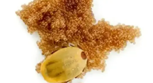 If You See These Eggs In Your Backyard, Burn Them Immediately: A Comprehensive Guide to Identifying and Managing Tick Eggs