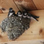 You May Be Wondering Why Swallows Build Their Nests On Your House’s Roof, And There Are Some Important Factors To Consider.