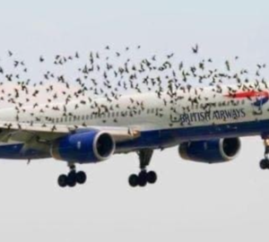 The pilot’s emotional reaction when he discovered why birds were flying alongside the plane