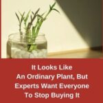 A Beautiful Plant with Hidden Dangers: Bamboo Should Not Be Purchased.