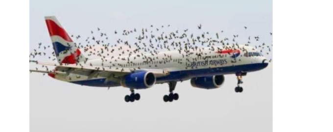The pilot’s emotional reaction when he discovered why birds were flying alongside the plane