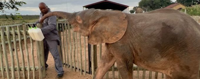 An elephant that is considered royal because of its pink skin.