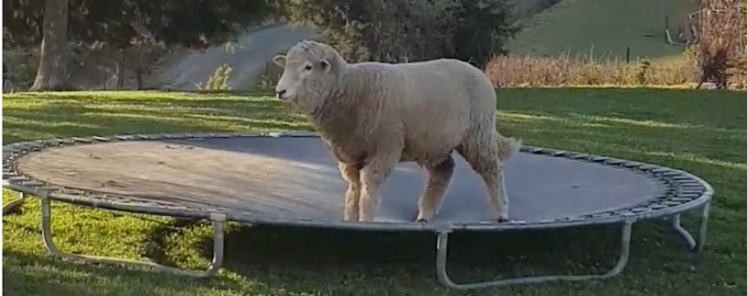 The sheep climbed up on the trampoline and started playing