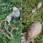 Neighbor finds ‘alien’ object in their backyard that has the internet stumped