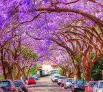 The delicate aroma of the violet tree is so wonderful that everyone likes it. The story of the tree