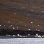 Tourists Thought They Were Approaching A Flock Of Sheep, Had No Idea How Wrong They Were