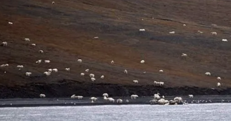 Tourists Thought They Were Approaching A Flock Of Sheep, Had No Idea How Wrong They Were