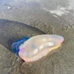 If you see this beautiful purple thing washed ashore on the sand this summer, DO NOT touch it. check in comments