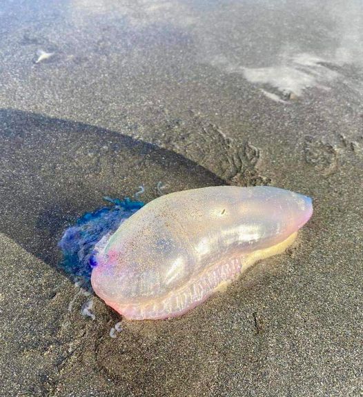If you see this beautiful purple thing washed ashore on the sand this summer, DO NOT touch it. check in comments