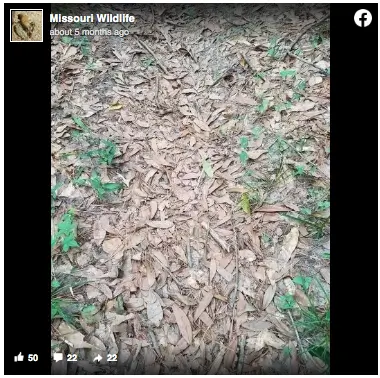 The Hidden Danger Lurking in the Woods: Can You Spot It?