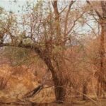 Can you spot the hidden giraffe in the image in 5 seconds? If you do then good news for you…