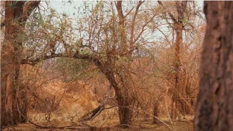Can you spot the hidden giraffe in the image in 5 seconds? If you do then good news for you…