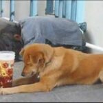 Little Boy Brings Food To Beggar & His Dog Daily, One Day Boy Sees Dog Barking On His Doorstep – Story Of The Day
