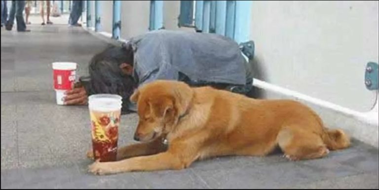 Little Boy Brings Food To Beggar & His Dog Daily, One Day Boy Sees Dog Barking On His Doorstep – Story Of The Day
