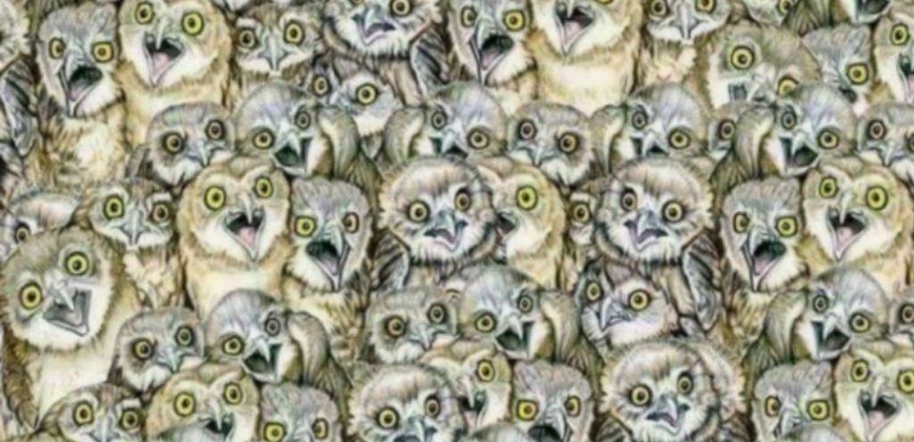 There Is One Cat Hiding In These Owls, Do You See It?