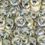 There Is One Cat Hiding In These Owls, Do You See It?