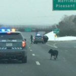 The pooch was walking in and out of traffic in all three lanes – Police officers shut down a busy road to save a worried missing puppy