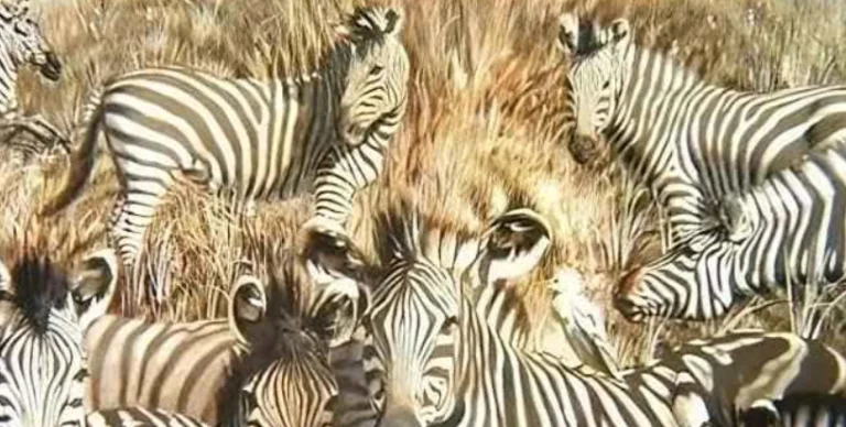 “Optical Illusion Challenge”: Find Hidden Lion in 6 Seconds