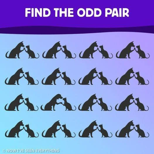 Discover Which of These 12 Images Is the Odd One Out to Test Your Brain Like a Pro