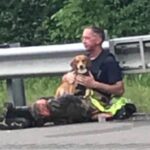 Dog Refuses to Leave Owner’s Side After Horrible Crash, Gets Comforted by Fire Marshal