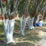 If You Spot White-Painted Trees, Here’s What It Means