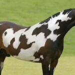 Only Those With High IQs Will Spot The Second Horse in This Head Scratching Optical Illusion