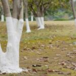 Why are some trees painter white?